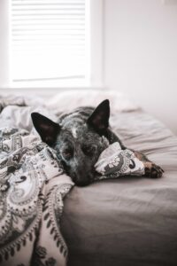 Hond op bed | Slaap lekker